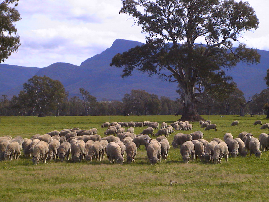 Flock of Sheep near Ararat, Australia meltonaus Flickr