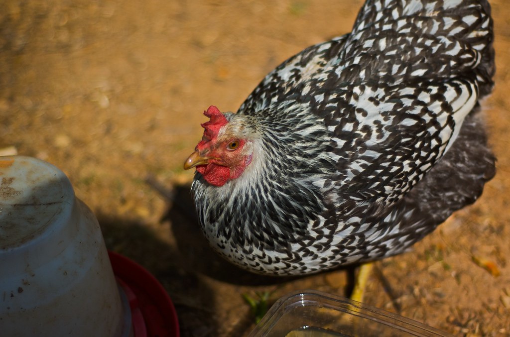 Chickens of Raleigh Chicken on the Tour d'Coup Elliot Peele Flickr
