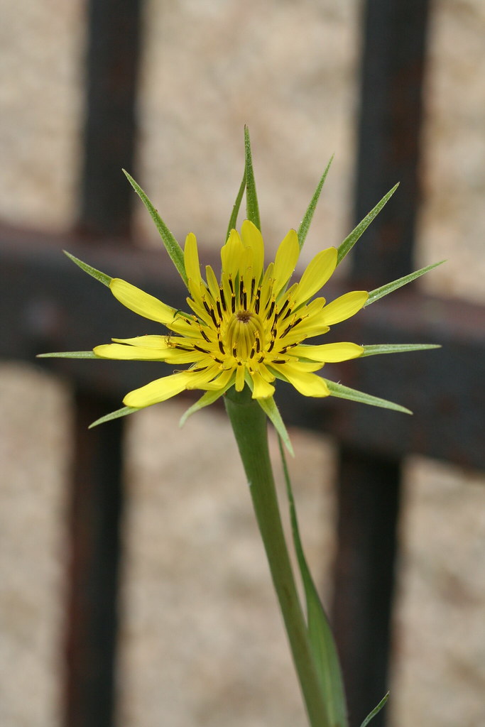 IMG_3013 Wildflower near my residence 2009. Photograph by … Flickr