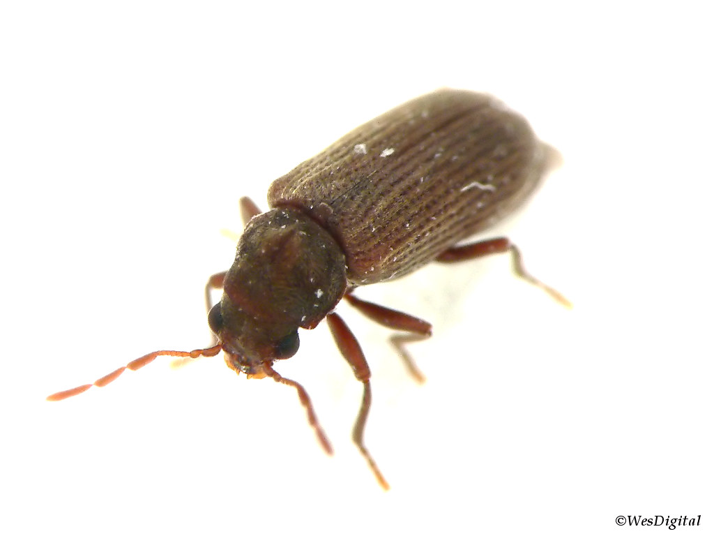 Furniture Beetle_1 [Woodworm] (Anobium punctatum) This is … Flickr