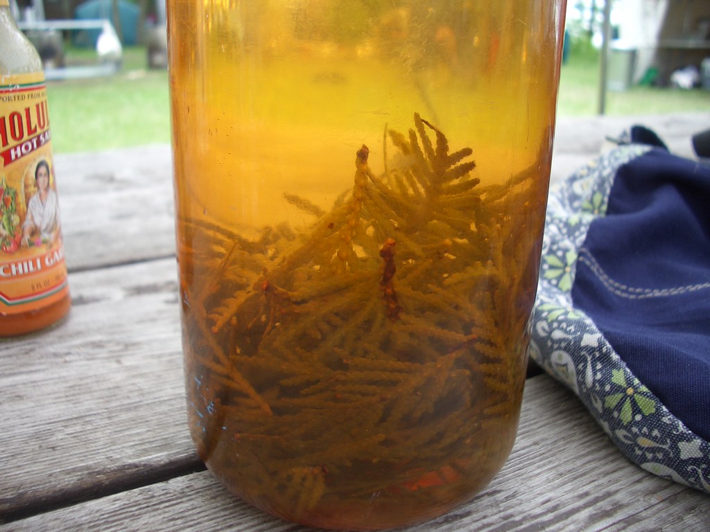 White Cedar Tea by the lovely Kathleen. aethyric Flickr