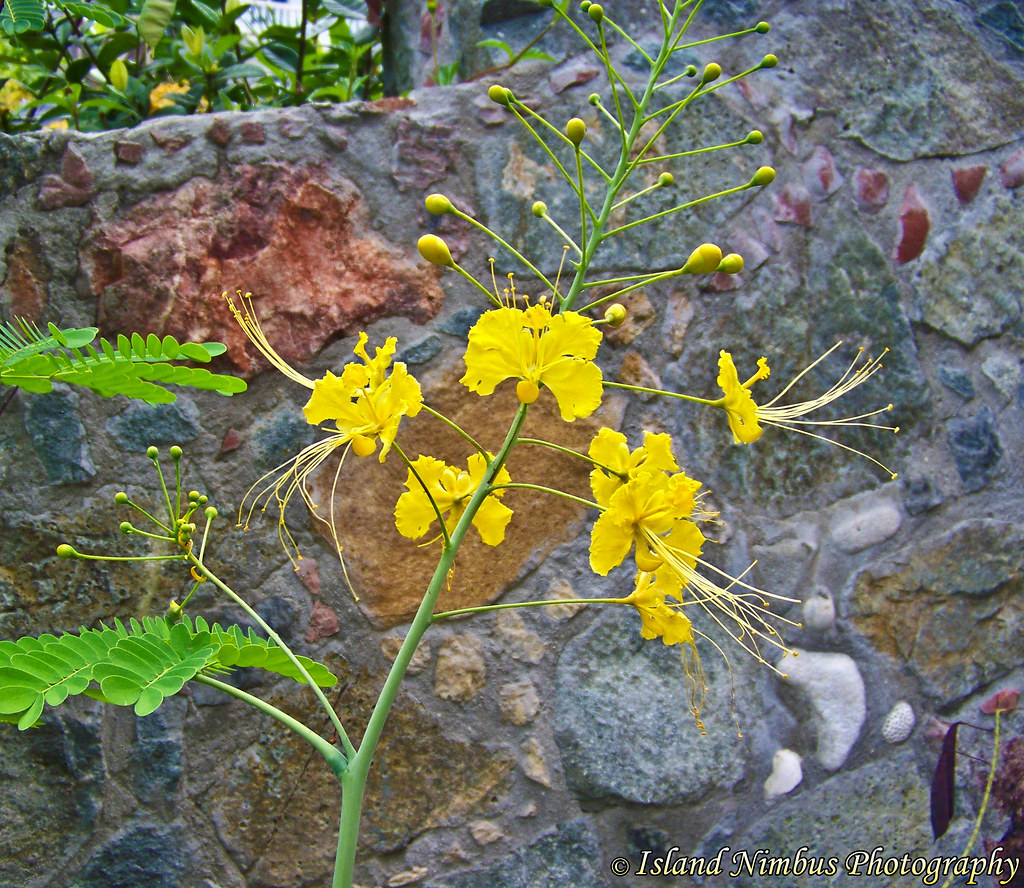 Yellow Pride of Barbados Island Nimbus Flickr