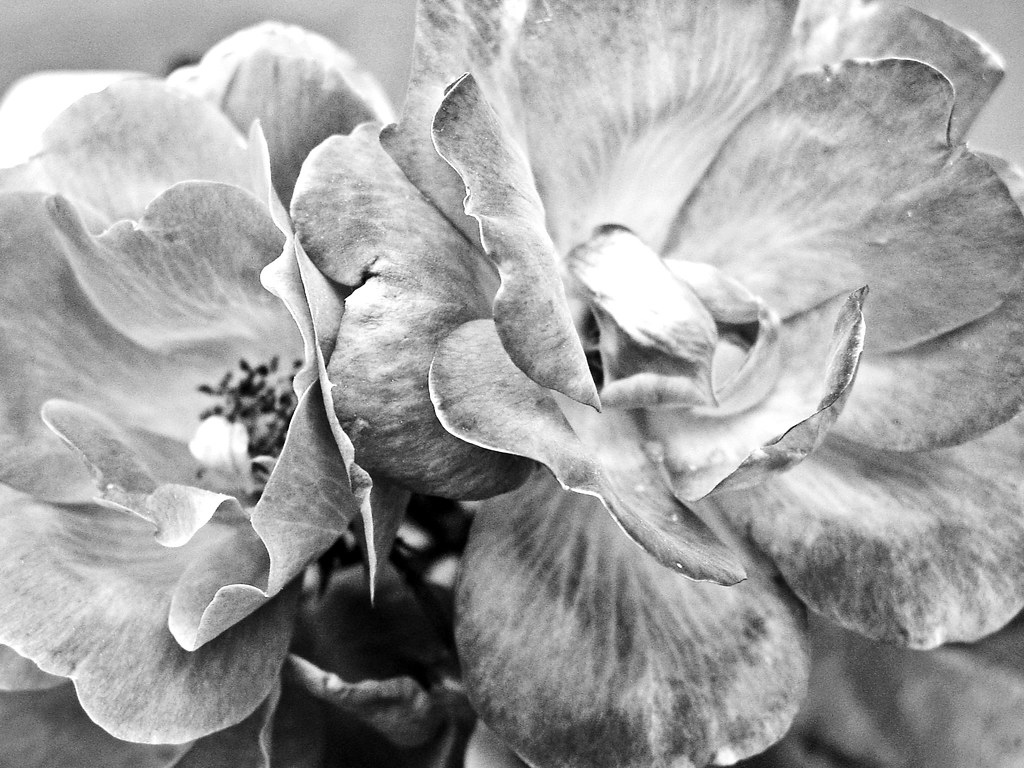 Untitled Chelsea Milligan Flickr