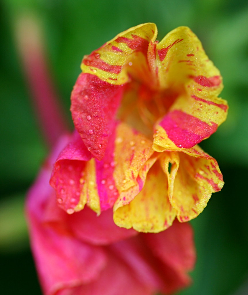Four o'clocks closing Mirabilis multiflora. These are an a… Flickr
