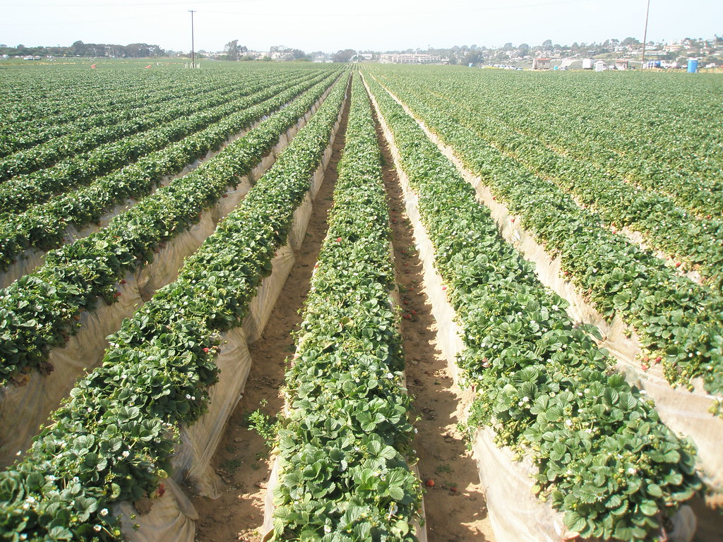 Strawberry Fields Forever Strawberry fields at Carlsbad, C… Flickr