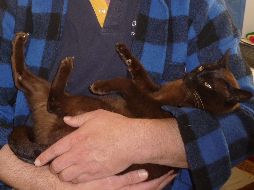 Our "baby" Our cat loves being held like a baby by my husb… Flickr