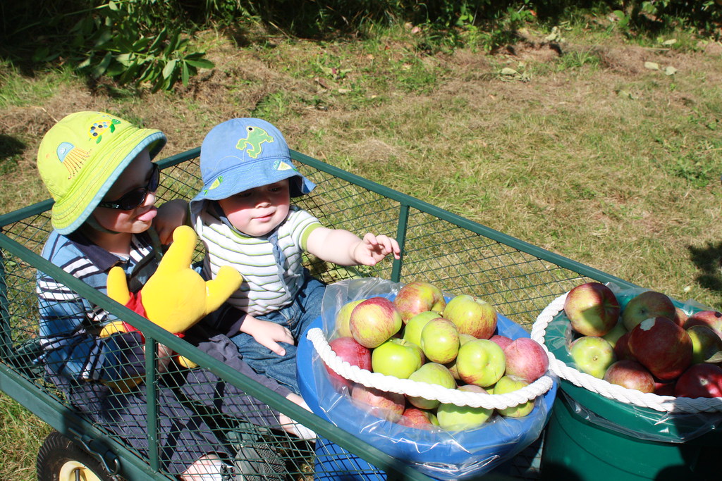 Apple picking Flickr
