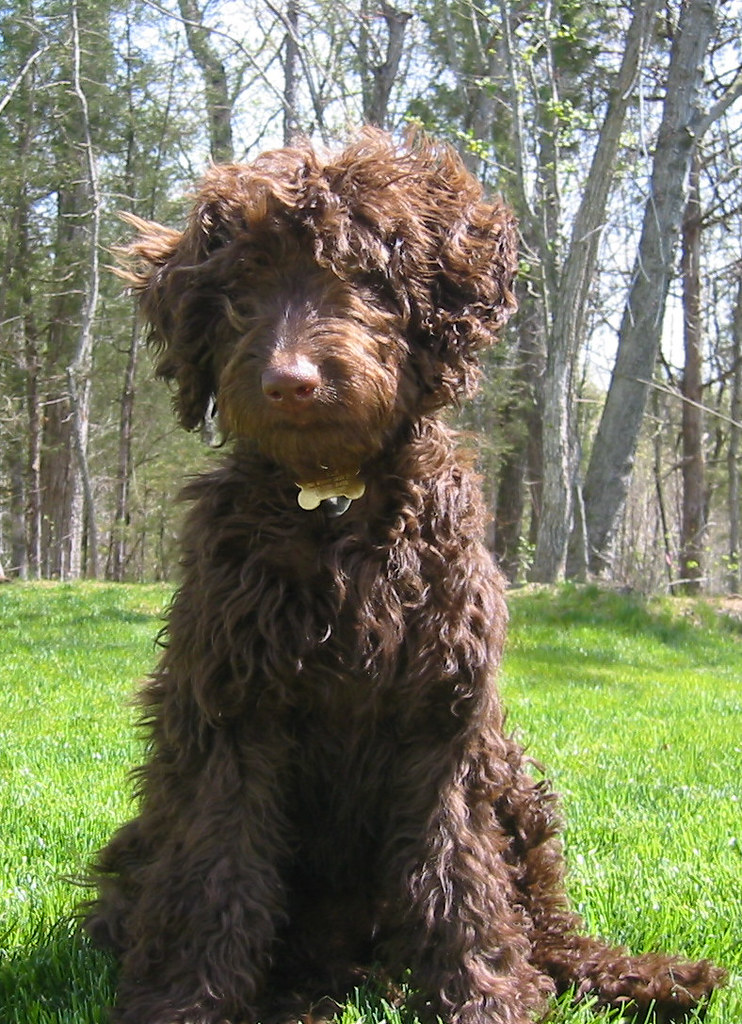 F1B Labradoodle Puppy Charlie a photo on Flickriver