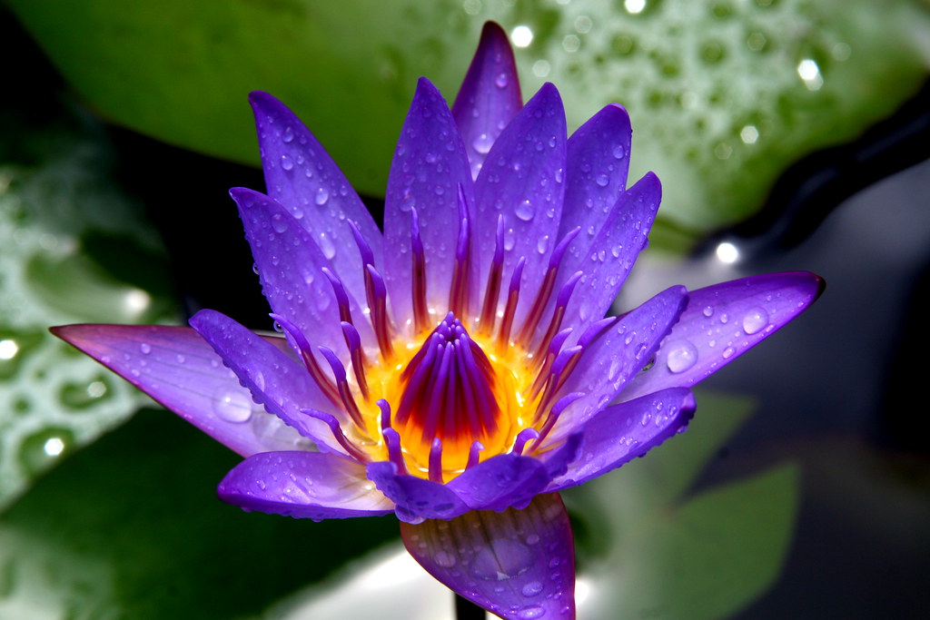 Water Lily Near Hana on the island of Maui, Hawaii Frank Flickr