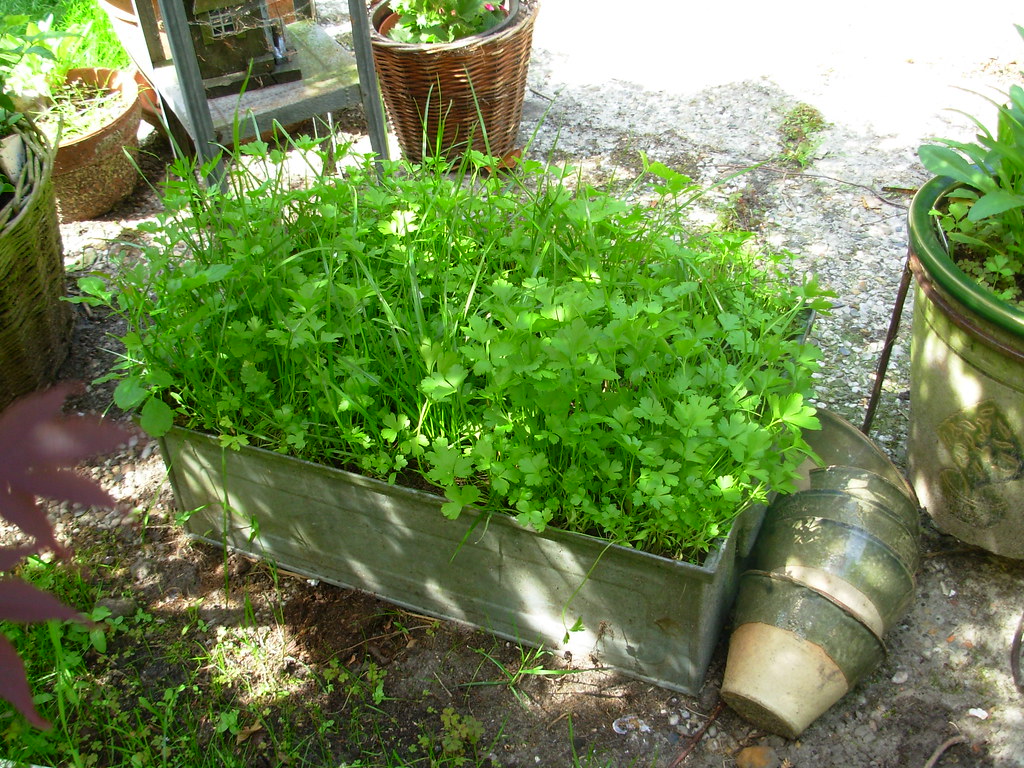 italian parsley in our garden susymac Flickr