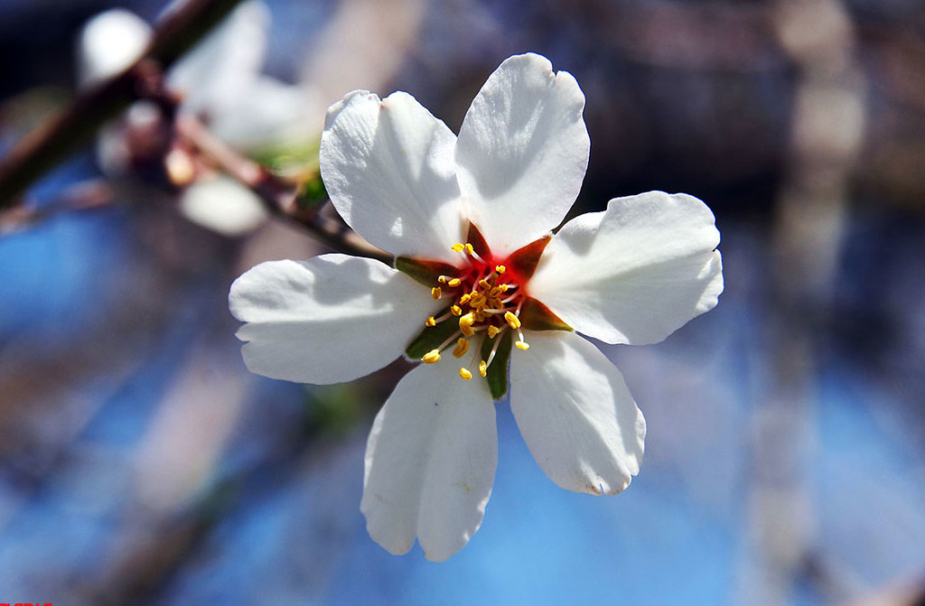Blossom iran Blossom kaka.0098 Flickr