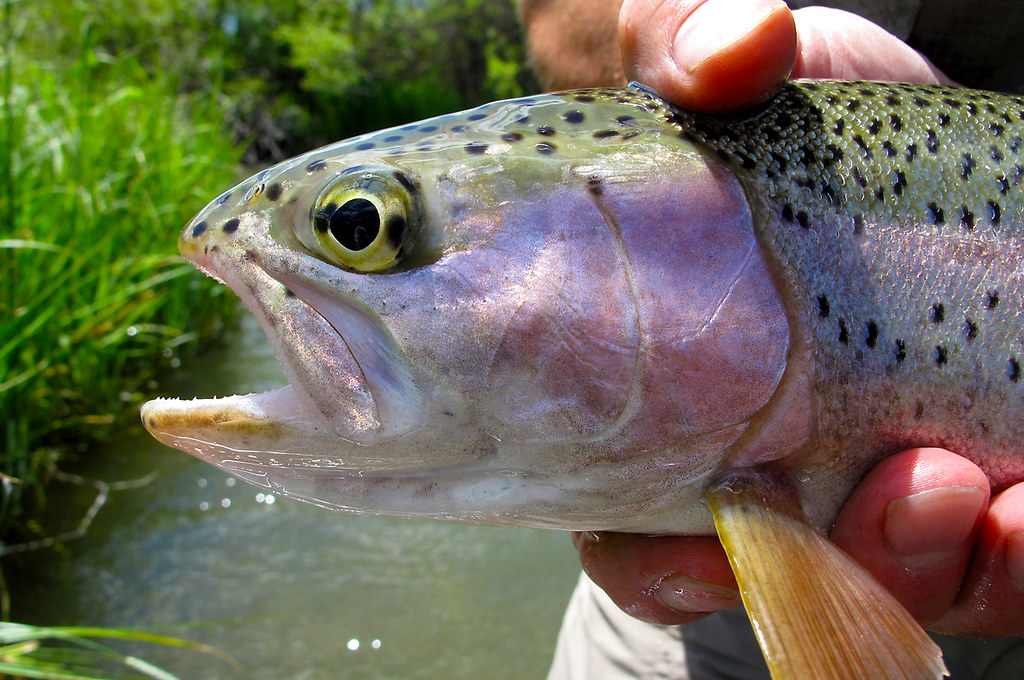 Rainbow Trout Rainbow Trout caught while fly fishing on th… Flickr