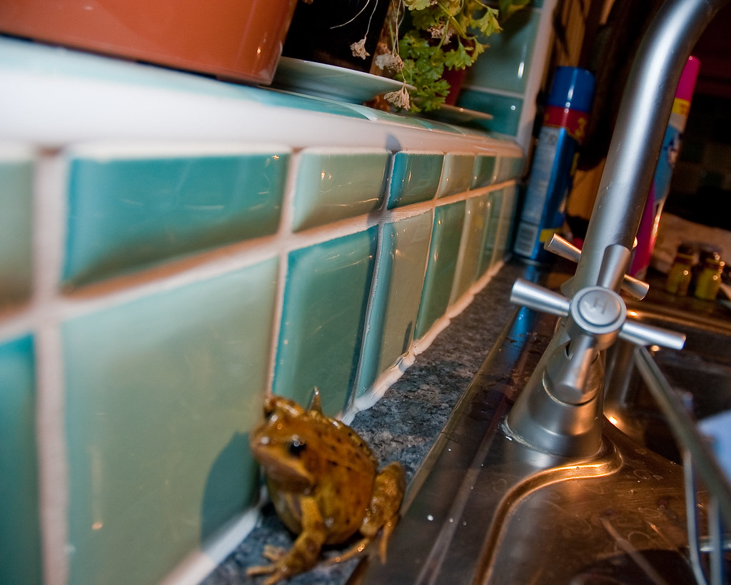 Frog in my kitchen 1 There's a frog in my kitchen what am … Flickr