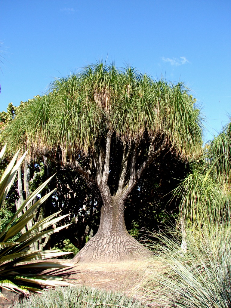 Ponytail tree, or Elephantfoottree Beaucarnea recurvata… Flickr