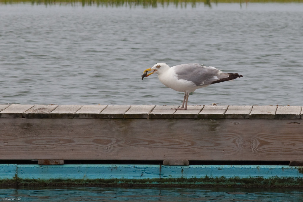 Herring Gull eating Baby Diamondback Terrapin Threatened s… Flickr