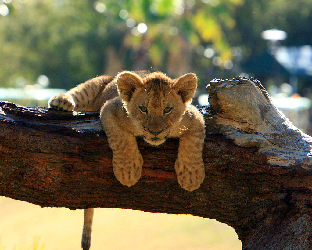 Lions & Lion Cubs Lion Camp; Lion Cubs San Diego Wild Anim… Flickr