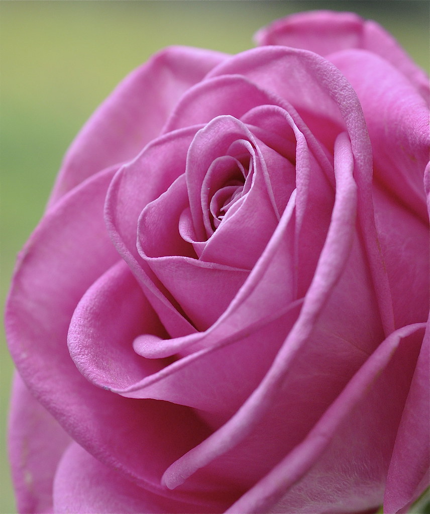 Dusky Pink Rose eannen Flickr