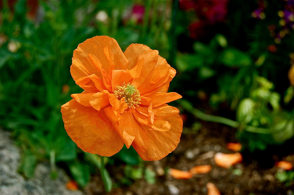 Orange Poppy Flower Photo taken in Rockport, Massachusetts… Flickr