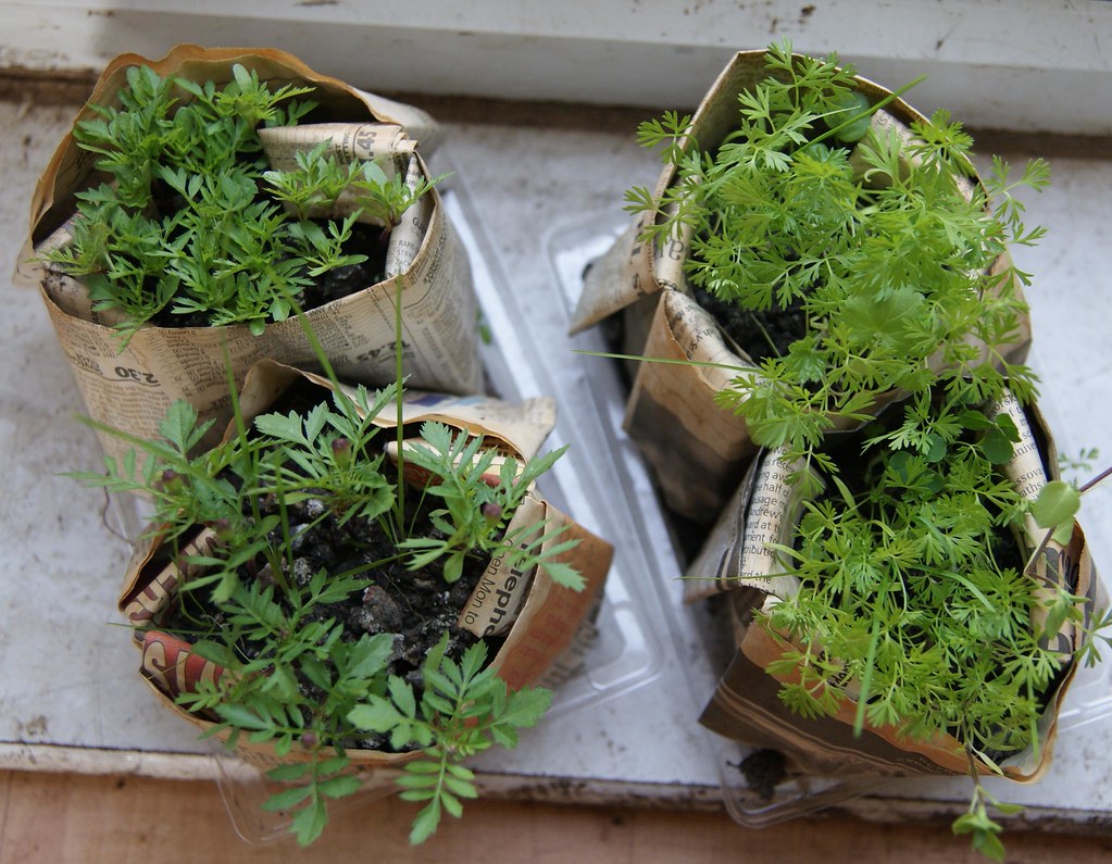 marigold and carrot seedlings ready for planting after one… Flickr