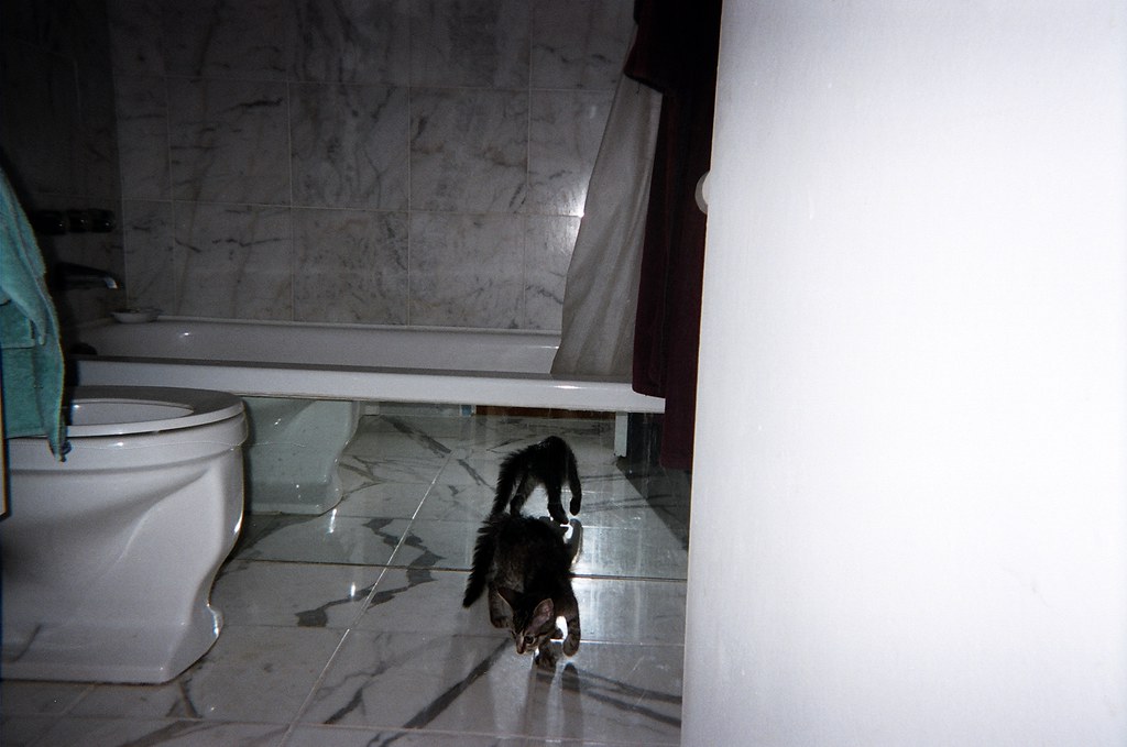 Passing the mirror test? Wikipedia's description of the mi… Flickr