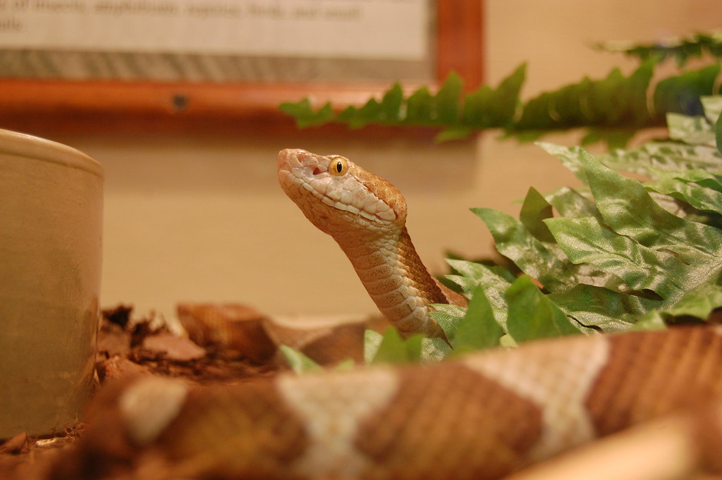 Copperhead Agkistrodon contortrix North Carolina has the d… Flickr
