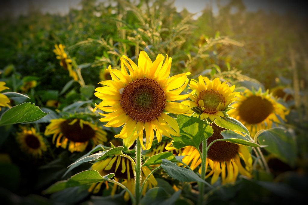 Sunflowers 2009 Memphis 05 Isaac Singleton Flickr