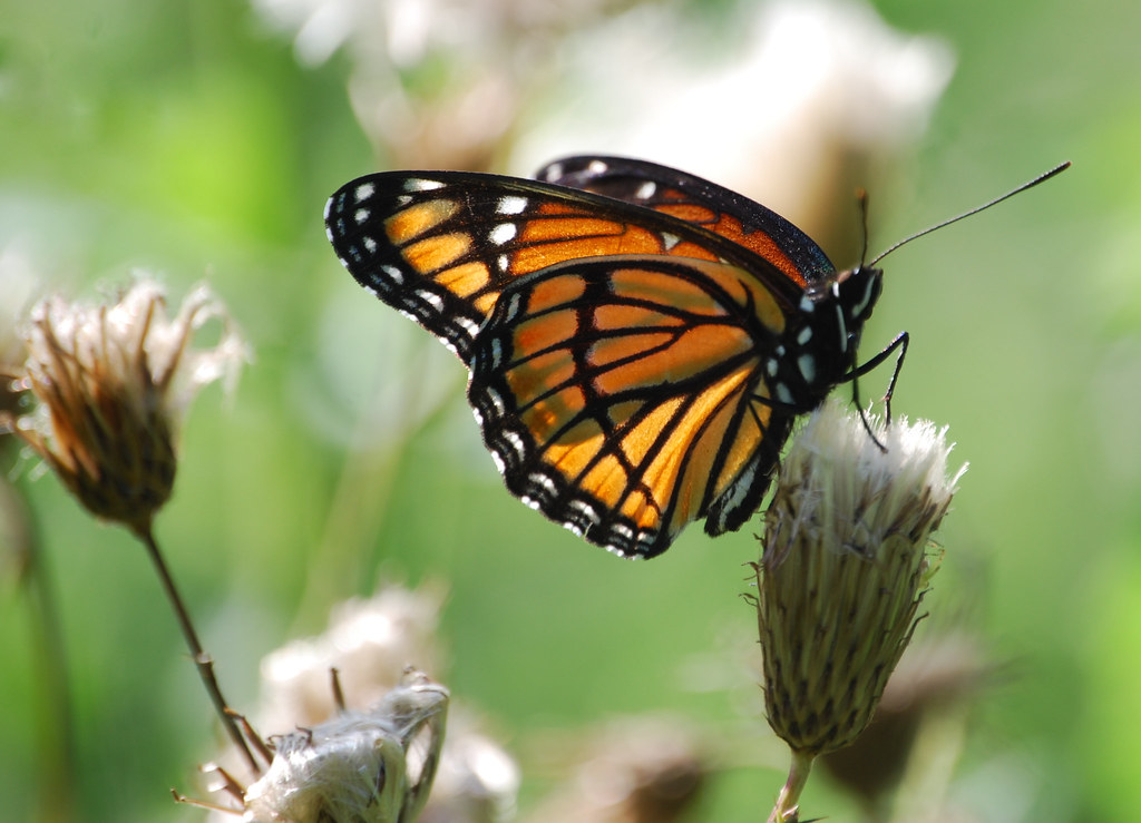 butterflies are free to fly my submission to the Exposure.… Flickr