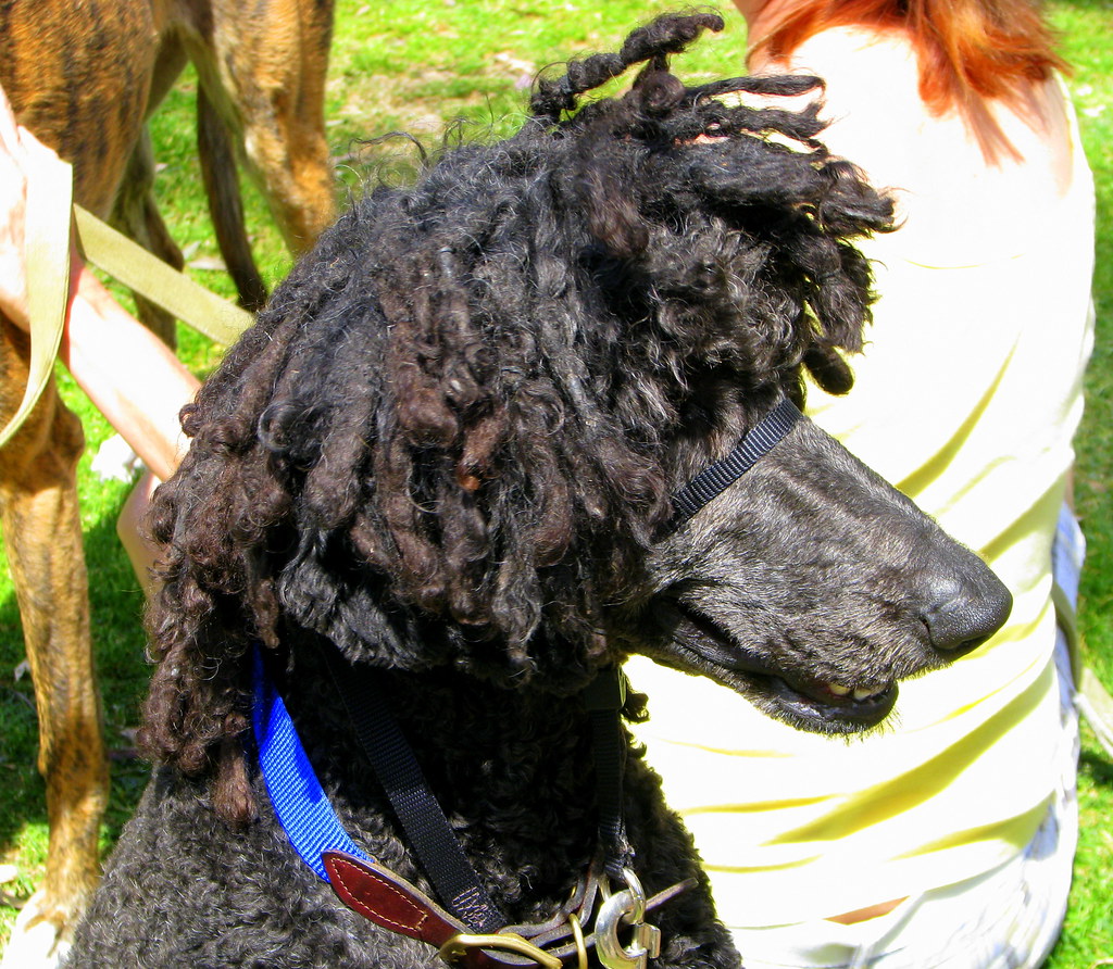 Dog with dreadlocks Angela Toidze Flickr