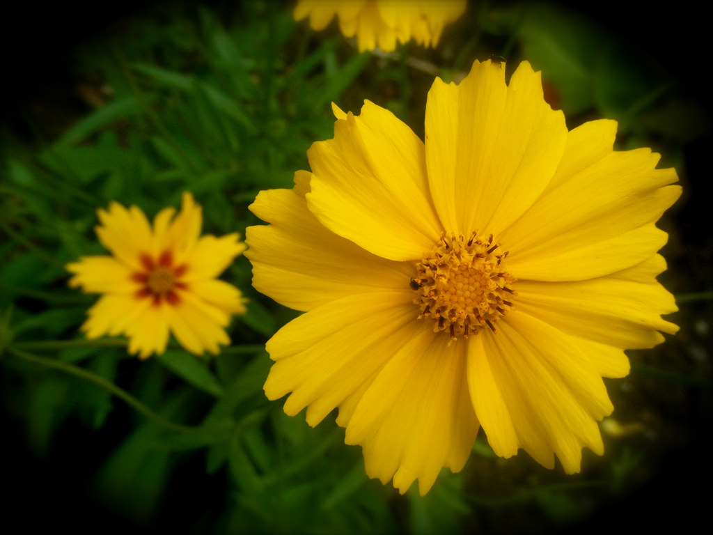 flower taken summer time in Vilseck garden.. hazel spray Flickr