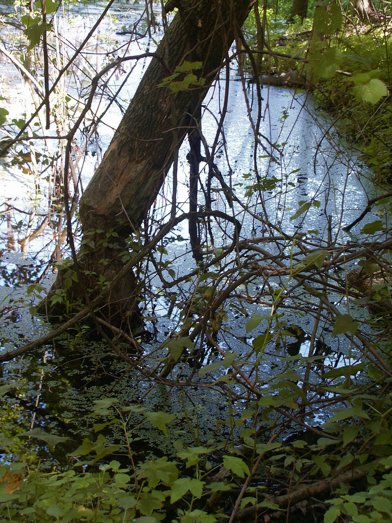 Swamp at Geneva state park Ohio Ron Flickr