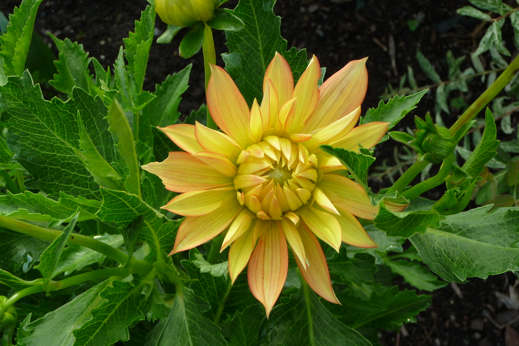 Dahlia 'Candlelight' 2009 Dahlia 'Candlelight' WL LB OR/Y … Flickr