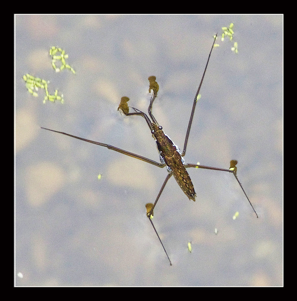 Waterbug 2 | Pete Meade | Flickr