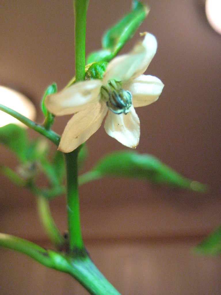 jalapeño flower tmknopf Flickr