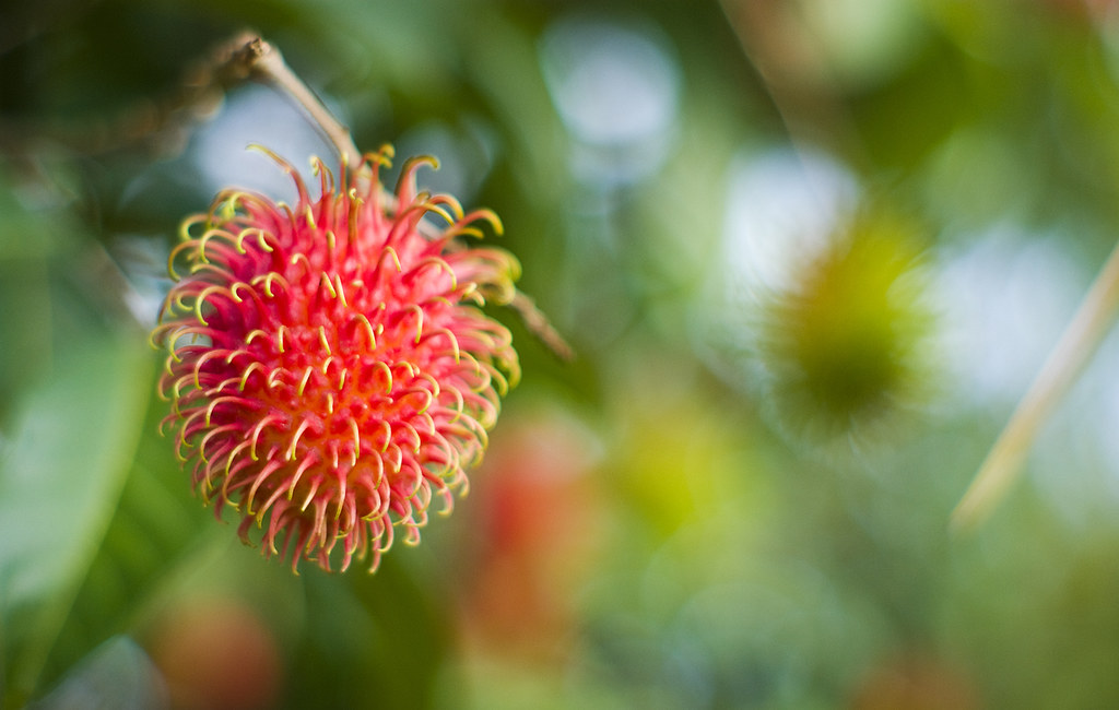 Rambutan anyone? scientific name Nephelium lappaceum