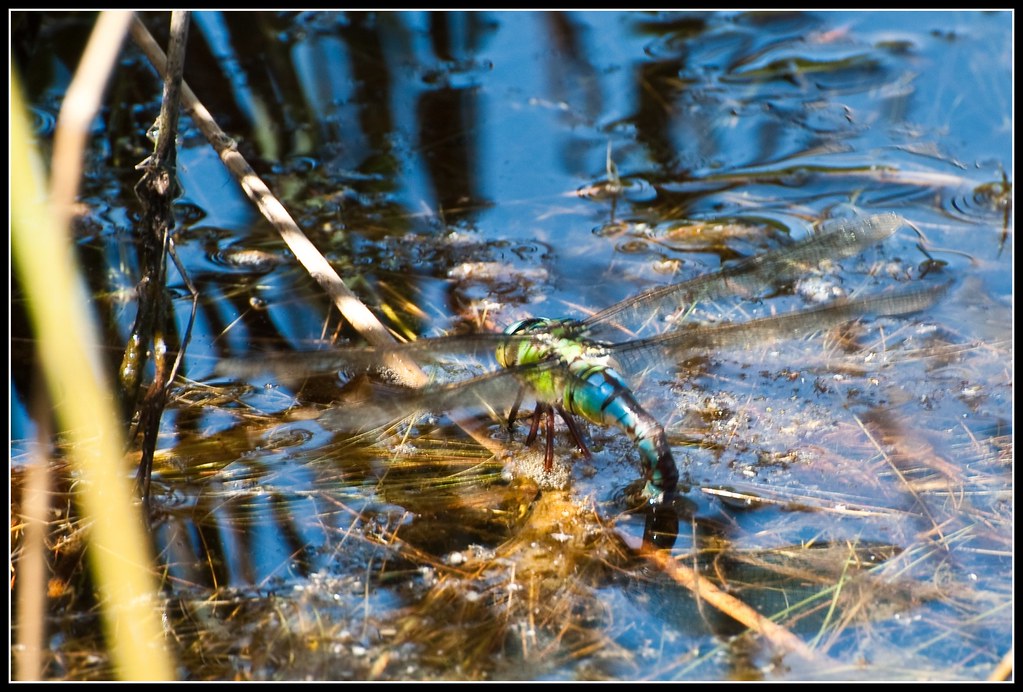 Emperor Dragonfly Egg Laying (Anax Imerator) Dorset Wild… Flickr