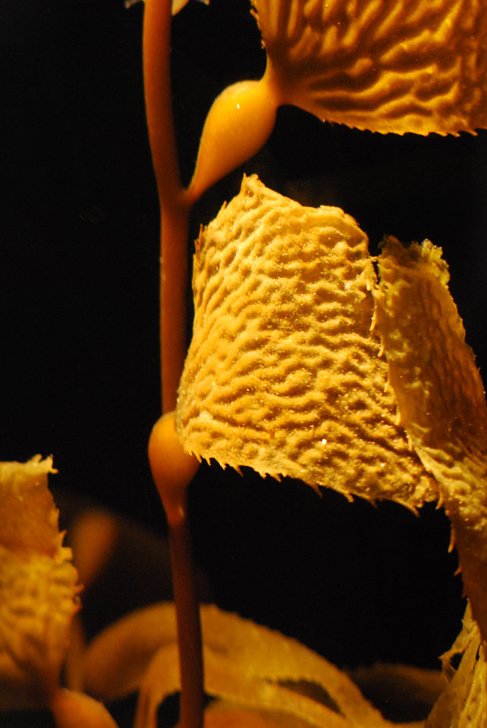 Giant Kelp I really liked the contrasting colors. Jill Siegrist