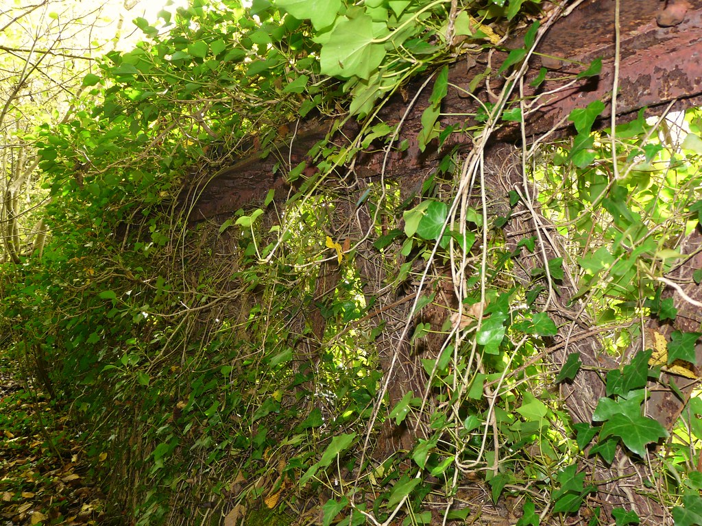 Old bridge Cwmbach Well over grown concrete and steel brid… Ceri