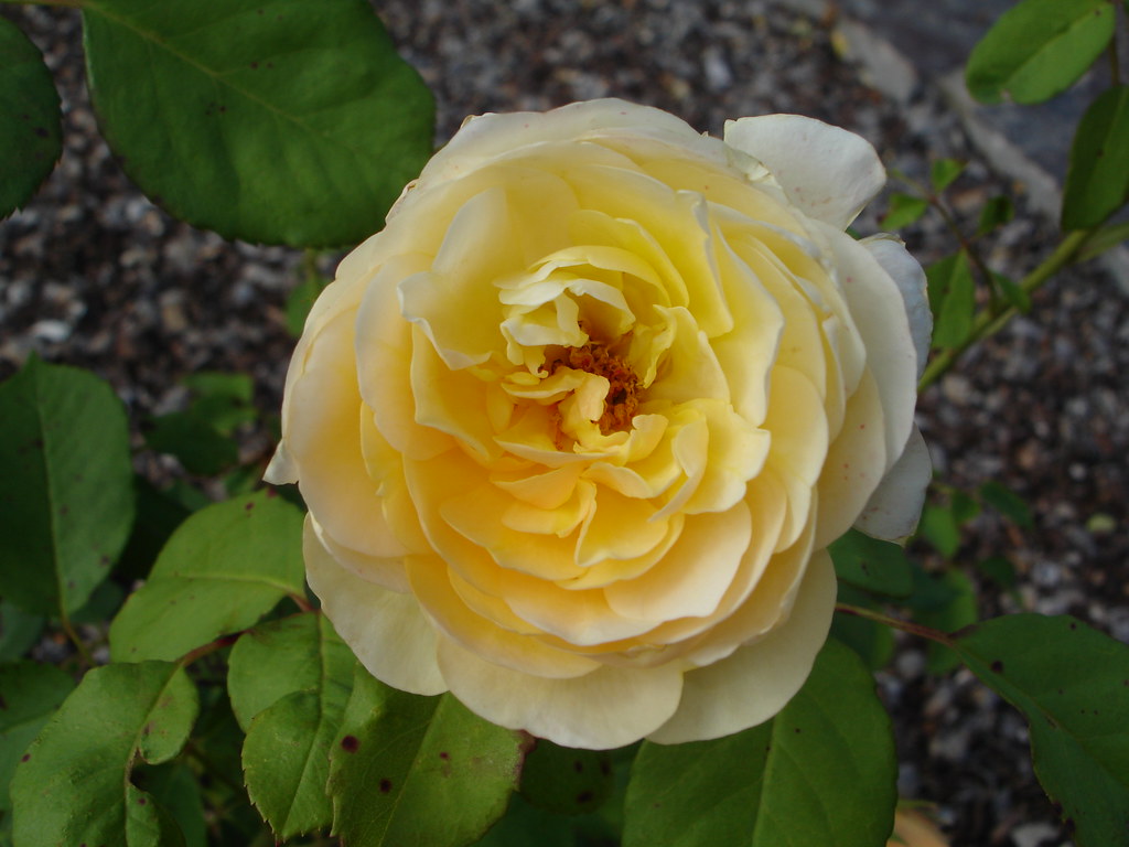 misc 003 These are roses in the Rose Sharp Rose Garden, or… Flickr