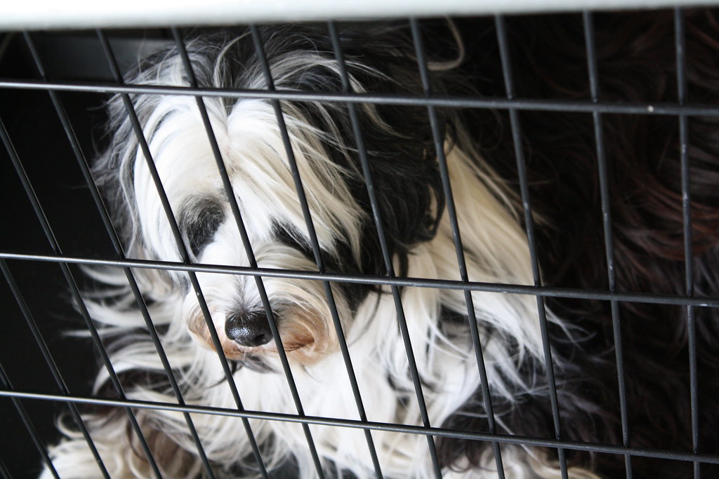 baroo Dog show, Ventura Tamar came to visit from NYC in Ju… Flickr