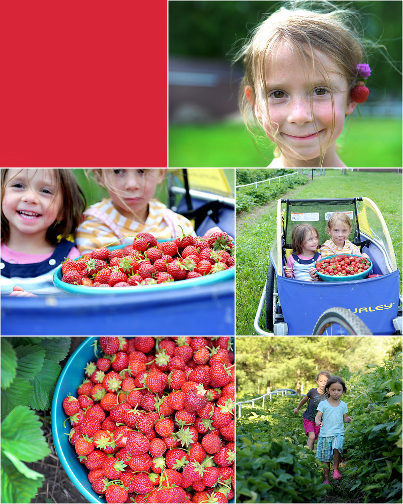 strawberry picking at the lake everyday family blog Flickr
