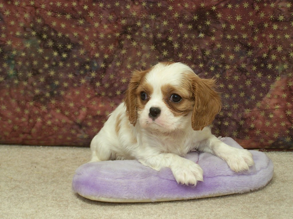 100_8426 Puppies from Squaw Creek Kennels Puppies from Squ… Flickr