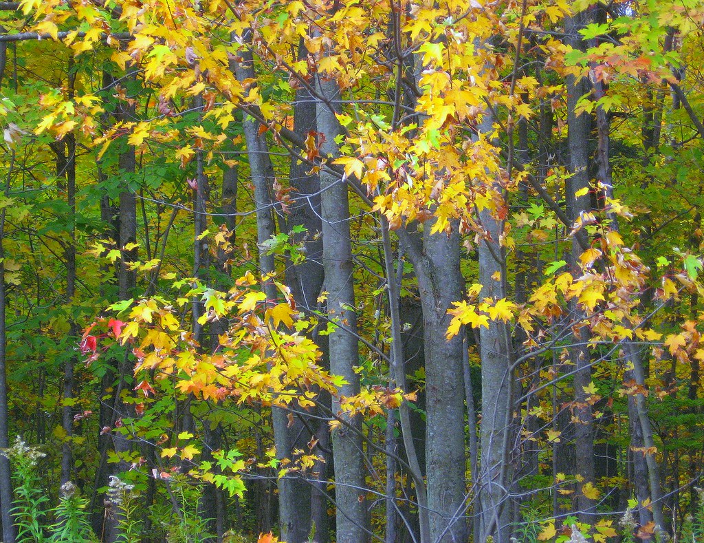 Fall in Ontario Sebringville, Ontario Canada Jen Pinker Flickr