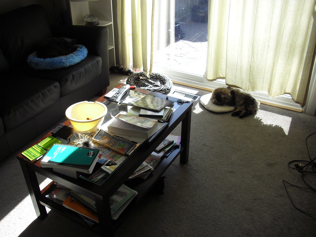 My cats sleeping in the living room Some pictures of my ca… Flickr