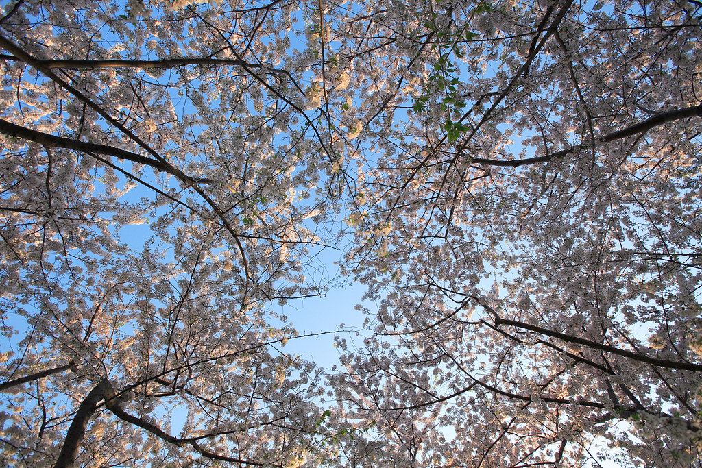 Canopy of Cherry Blossoms Grove of trees on the grounds of… Flickr