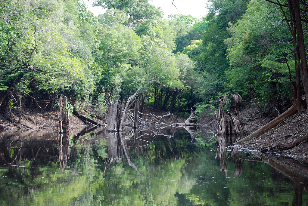 AMAZON NEGRO RIVER Foliage is getting tight in here. vermillion