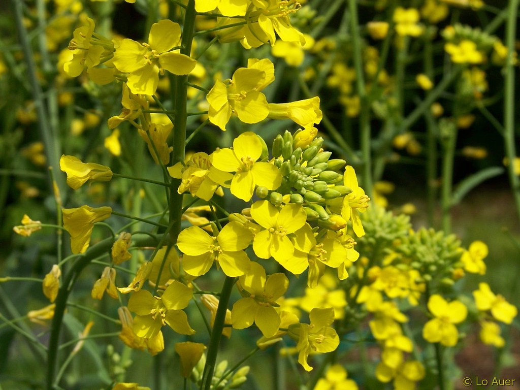 Collard Greens Flowering Dandelion Salad Flickr