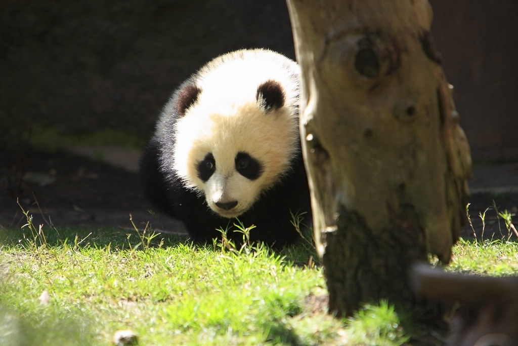 Baby Panda Bear San Diego Zoo Baby Panda Bear San Dieg… Flickr