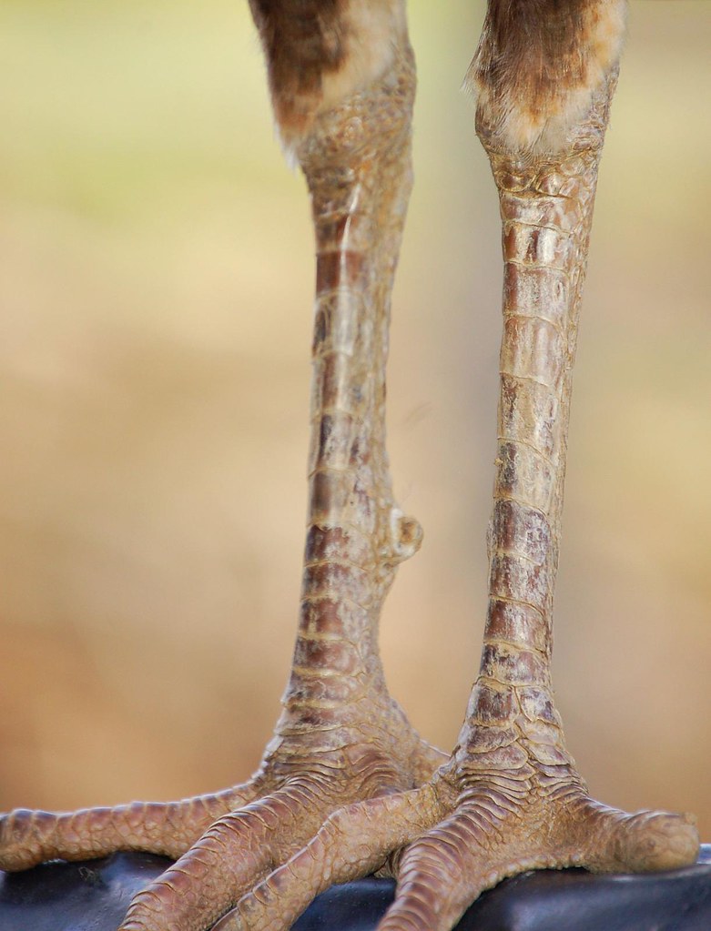 Nice Legs!! What kind of animal do these lovely legs belon… Flickr