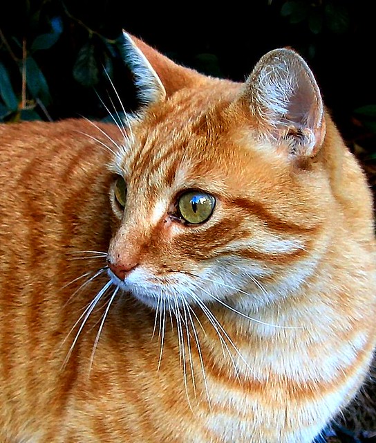 They Call Me Harley Orange tiger striped tabby cat named H… Flickr