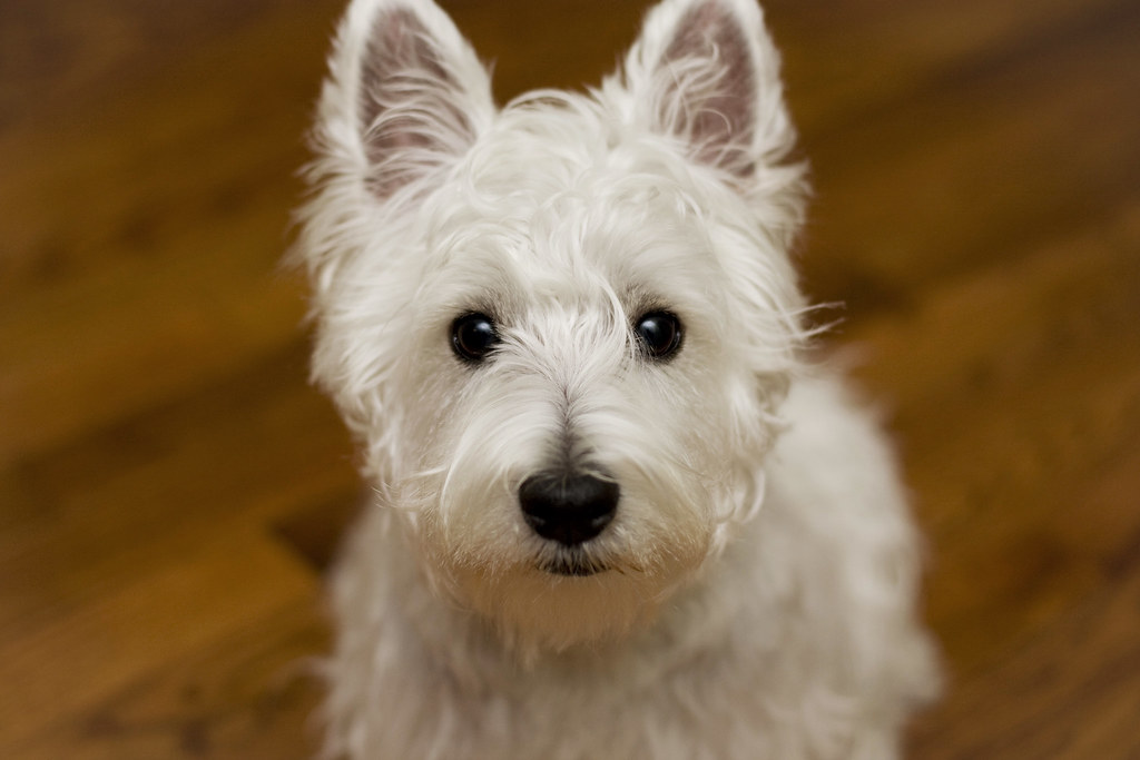 Westie EOS40D_EF50mmF1.4USM 055 Westie in New York westie… Flickr
